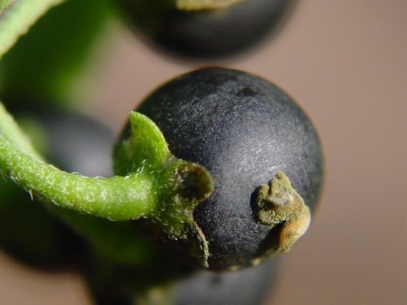 Solanum nigrum / Morella comune, Erba morella